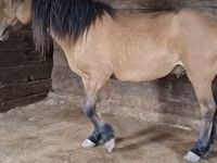 Hengst, Mugalzhar horse — Foto 1