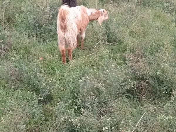 Goats (batch, sex not specified), Goats