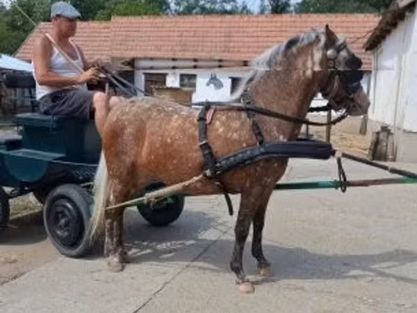 Mare, Berber horse