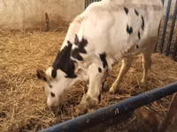 Toro, Russian Black pied cattle — foto 3