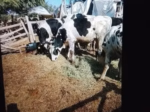 Bulle, Russian Black pied cattle