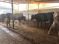 بقرة, Swiss cattle — الصورة 5