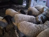 أغنام (دفعة، الجنس غير محدد), Suffolk sheep — الصورة 4