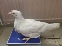 आईएसए ब्राउन — फ़ोटो 1