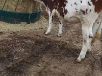 Cow, Simmental cattle — photo 4