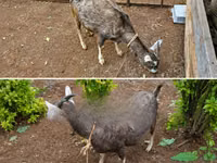 Goat, Toggenburg goat — photo 2