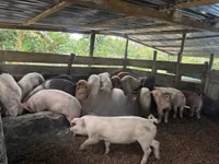 Pig-Live and Carcass — फ़ोटो 2
