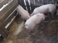 Pigs (batch, sex not specified) — photo 5
