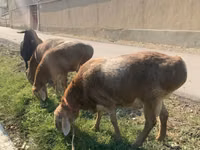 绵羊（批次，未指定性别）, Arashan sheep — 照片 2