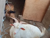 Goats (batch, sex not specified), Goats — photo 3