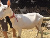 母山羊, Saanen goat — 照片 5