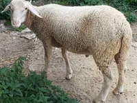मेढ़ा, Luzein sheep — फ़ोटो 1
