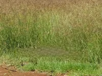 C2.Boma Rhodes Seeds Available — photo 2