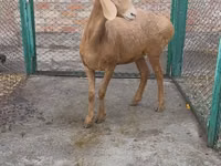 نعجة, Arashan sheep — الصورة 3