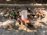Ducks — الصورة 2