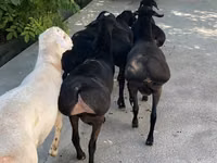 Ram, Sheep — photo 2