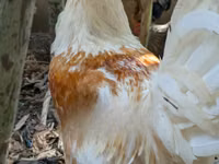 Chickens — الصورة 2