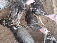 Turkeys — photo 5