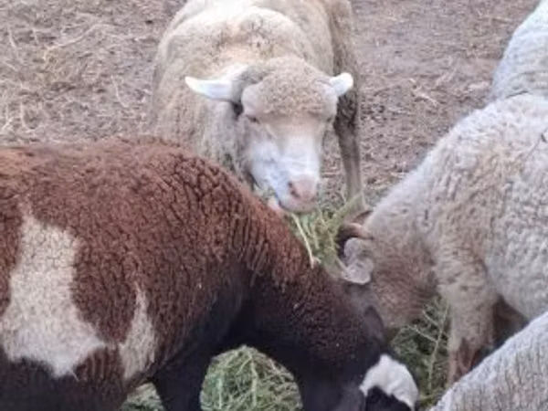 Oveja, Merino sheep
