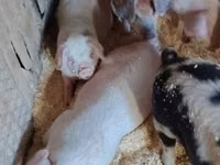 Eber, Schweine — Foto 3