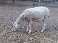 Sheep, Lacaune sheep — photo 7