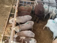 Schaf, Beulah Speckled face sheep — Foto 3