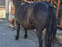 母马, American shetland pony — 照片 3