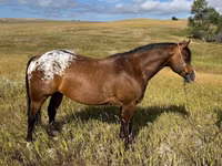 Hengst, Horses of Sable Island — Foto 1