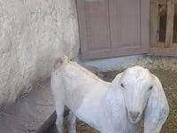 बकरा, Beetal goats — फ़ोटो 2
