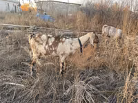 Cabra, Nubian Goat — foto 3