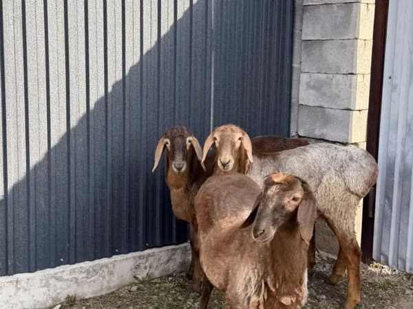 Sheep, Hissar sheep