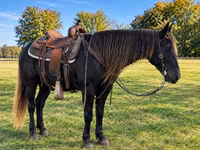 Yegua, Rocky Mountain Horse — foto 3