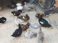 pato criollo doméstico — foto 3