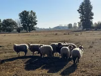Ram, Racka sheep — photo 3