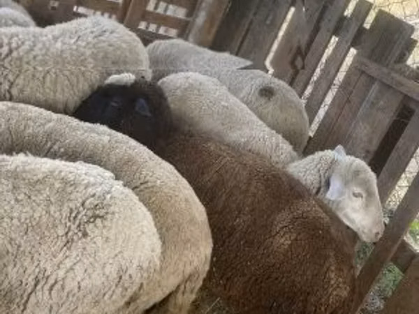 Sheep, Blackheaded Persian sheep