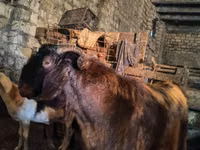 Ziegenbock, Kamori goats — Foto 2