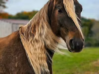 Hengst, Friesian — Foto 5