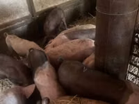 Schweine (Partie, Geschlecht nicht angegeben), Schweine — Foto 5