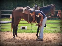 Stute, Quarter Horse — Foto 5