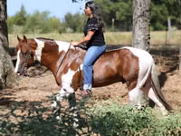 घोड़ा, American paint horse — फ़ोटो 2