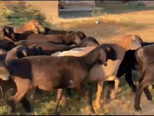 Schaf, Hissar sheep