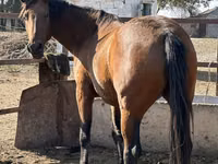 Stute, Arabian horse — Foto 1