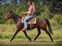 Stute, Quarter Horse — Foto 3
