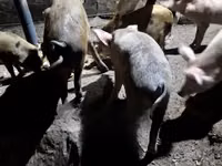 Pigs (batch, sex not specified), Pigs — photo 1