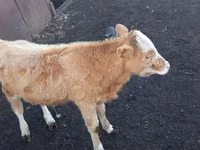 公牛, Kazakh White-headed cow — 照片 5