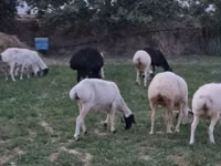 Ram, Sheep — photo 4