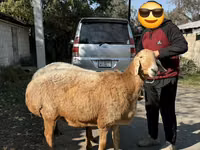 Schaf, Arashan sheep — Foto 4