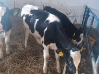 गाय, Russian Black pied cattle — फ़ोटो 3