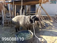 मेढ़ा, भेड़ — फ़ोटो 2