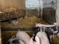 Schweine (Partie, Geschlecht nicht angegeben), Schweine — Foto 3